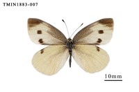 藏品(白粉蝶)的圖片